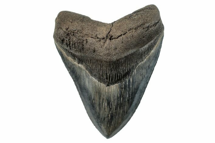 Serrated, Fossil Megalodon Tooth - Gorgeous Tooth #269997